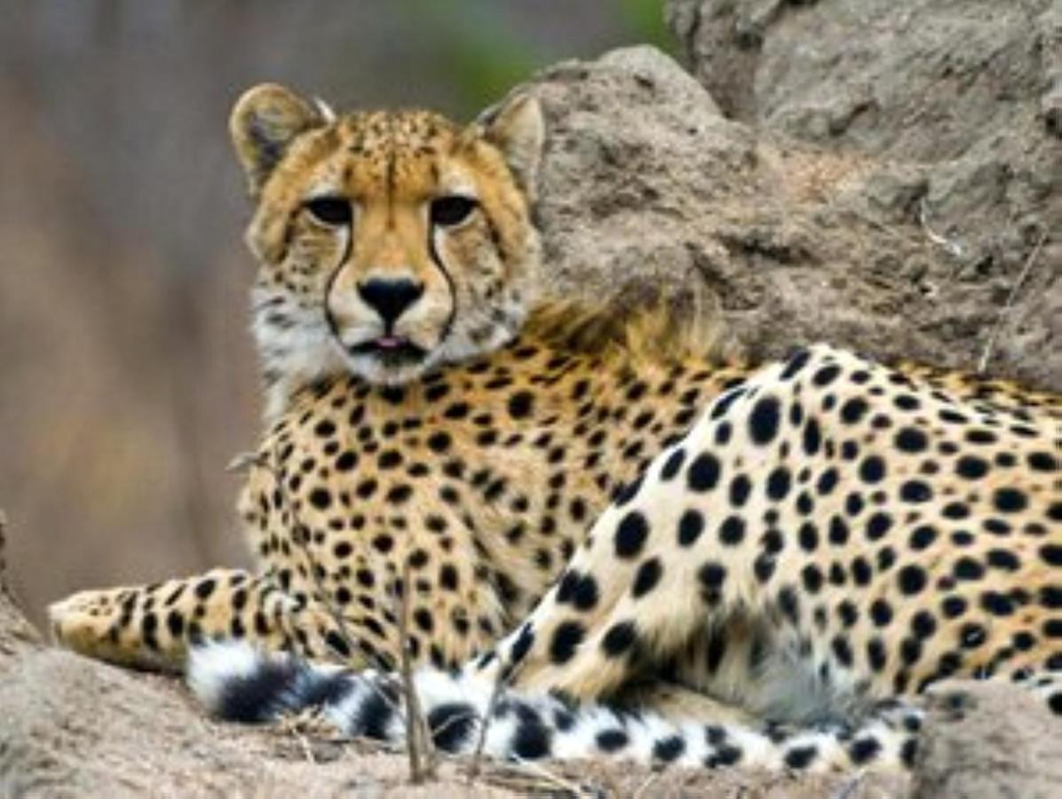 Hotel Yebo Safaris, Glamping Adventures Skukuza Exterior foto